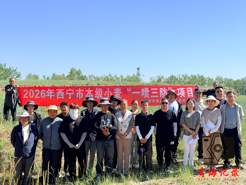 党建引领保粮食 飞防助农促丰收——西宁市农技推广中心开展小麦“一喷三防”工作 